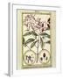 Clove (Caryophyllus Aromaticus), 1789-null-Framed Giclee Print