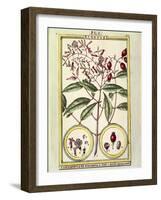 Clove (Caryophyllus Aromaticus), 1789-null-Framed Giclee Print