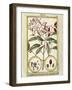 Clove (Caryophyllus Aromaticus), 1789-null-Framed Giclee Print