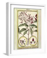 Clove (Caryophyllus Aromaticus), 1789-null-Framed Giclee Print