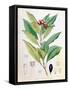 Clove, Flower Bud of Syzygium Aromaticum (Eugenia Carophyllat)-D Blair-Framed Stretched Canvas