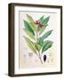 Clove, Flower Bud of Syzygium Aromaticum (Eugenia Carophyllat)-D Blair-Framed Giclee Print