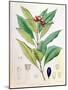 Clove, Flower Bud of Syzygium Aromaticum (Eugenia Carophyllat)-D Blair-Mounted Giclee Print