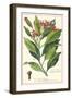 Clove Plant-null-Framed Giclee Print