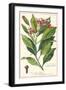 Clove Plant-null-Framed Giclee Print