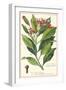 Clove Plant-null-Framed Giclee Print