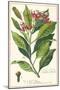 Clove Plant-null-Mounted Giclee Print