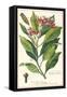 Clove Plant-null-Framed Stretched Canvas