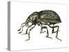 Clover Leaf Weevil (Donus Zoilus), Insects-Encyclopaedia Britannica-Stretched Canvas