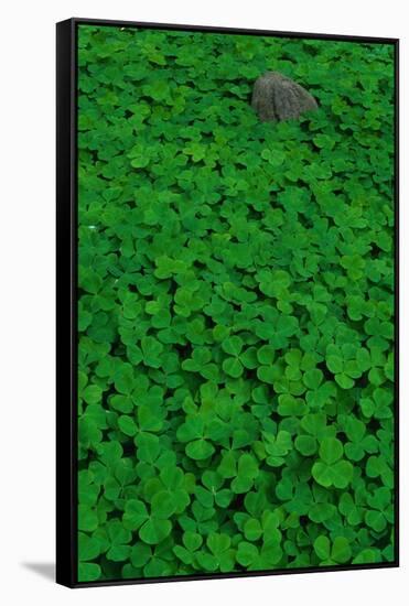 Clover Patch-null-Framed Stretched Canvas