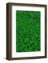 Clover Patch-null-Framed Photographic Print