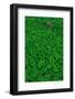 Clover Patch-null-Framed Photographic Print