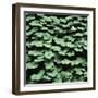 Clover-Micha Pawlitzki-Framed Premium Photographic Print