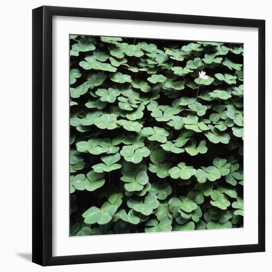 Clover-Micha Pawlitzki-Framed Premium Photographic Print