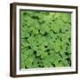 Clover-Micha Pawlitzki-Framed Photographic Print