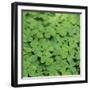 Clover-Micha Pawlitzki-Framed Photographic Print