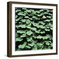 Clover-Micha Pawlitzki-Framed Photographic Print