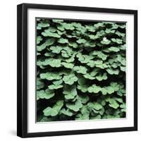 Clover-Micha Pawlitzki-Framed Photographic Print