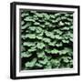 Clover-Micha Pawlitzki-Framed Photographic Print