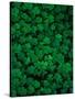 Clovers-Jim Zuckerman-Stretched Canvas