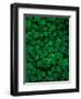 Clovers-Jim Zuckerman-Framed Photographic Print