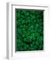 Clovers-Jim Zuckerman-Framed Photographic Print