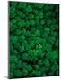 Clovers-Jim Zuckerman-Mounted Photographic Print