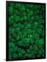 Clovers-Jim Zuckerman-Framed Photographic Print