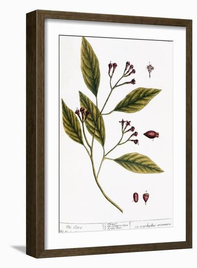 Cloves, 1735-Elizabeth Blackwell-Framed Giclee Print