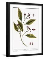 Cloves, 1735-Elizabeth Blackwell-Framed Giclee Print