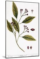 Cloves, 1735-Elizabeth Blackwell-Mounted Giclee Print