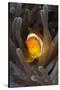 Clown Anemonefish (Amphiprion Ocellaris), Raja Ampat, West Papua, Indonesia-Reinhard Dirscherl-Stretched Canvas