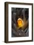 Clown Anemonefish (Amphiprion Ocellaris), Raja Ampat, West Papua, Indonesia-Reinhard Dirscherl-Framed Photographic Print