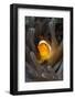 Clown Anemonefish (Amphiprion Ocellaris), Raja Ampat, West Papua, Indonesia-Reinhard Dirscherl-Framed Photographic Print