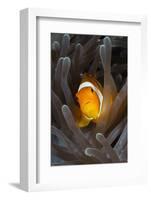 Clown Anemonefish (Amphiprion Ocellaris), Raja Ampat, West Papua, Indonesia-Reinhard Dirscherl-Framed Photographic Print