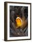 Clown Anemonefish (Amphiprion Ocellaris), Raja Ampat, West Papua, Indonesia-Reinhard Dirscherl-Framed Photographic Print