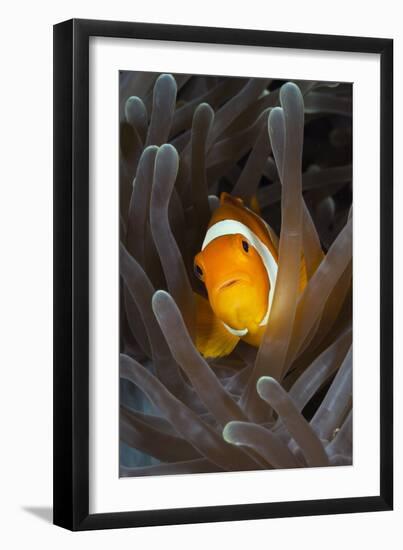 Clown Anemonefish (Amphiprion Ocellaris), Raja Ampat, West Papua, Indonesia-Reinhard Dirscherl-Framed Photographic Print