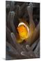 Clown Anemonefish (Amphiprion Ocellaris), Raja Ampat, West Papua, Indonesia-Reinhard Dirscherl-Mounted Photographic Print