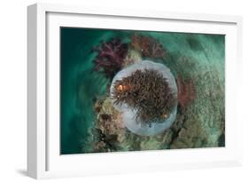 Clown Anemonefish in Sea Anemone with Circular Motion Effect-null-Framed Photographic Print