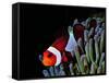 Clown Fish (Amphiprion Ocellaris)-Andrea Ferrari-Framed Stretched Canvas