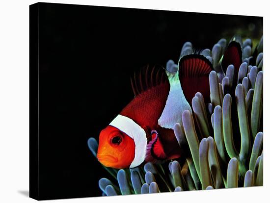 Clown Fish (Amphiprion Ocellaris)-Andrea Ferrari-Stretched Canvas