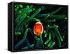 Clown Fish (Amphiprion Ocellaris)-Andrea Ferrari-Framed Stretched Canvas