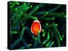 Clown Fish (Amphiprion Ocellaris)-Andrea Ferrari-Stretched Canvas