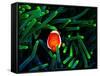 Clown Fish (Amphiprion Ocellaris)-Andrea Ferrari-Framed Stretched Canvas