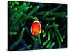 Clown Fish (Amphiprion Ocellaris)-Andrea Ferrari-Stretched Canvas