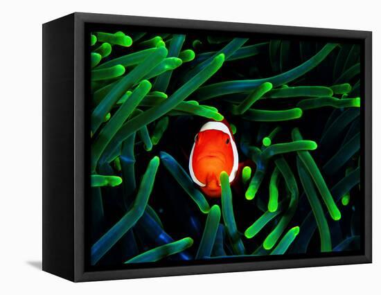 Clown Fish (Amphiprion Ocellaris)-Andrea Ferrari-Framed Stretched Canvas