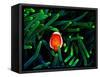 Clown Fish (Amphiprion Ocellaris)-Andrea Ferrari-Framed Stretched Canvas