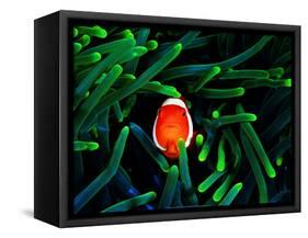 Clown Fish (Amphiprion Ocellaris)-Andrea Ferrari-Framed Stretched Canvas