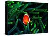 Clown Fish (Amphiprion Ocellaris)-Andrea Ferrari-Stretched Canvas