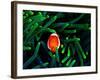 Clown Fish (Amphiprion Ocellaris)-Andrea Ferrari-Framed Photographic Print